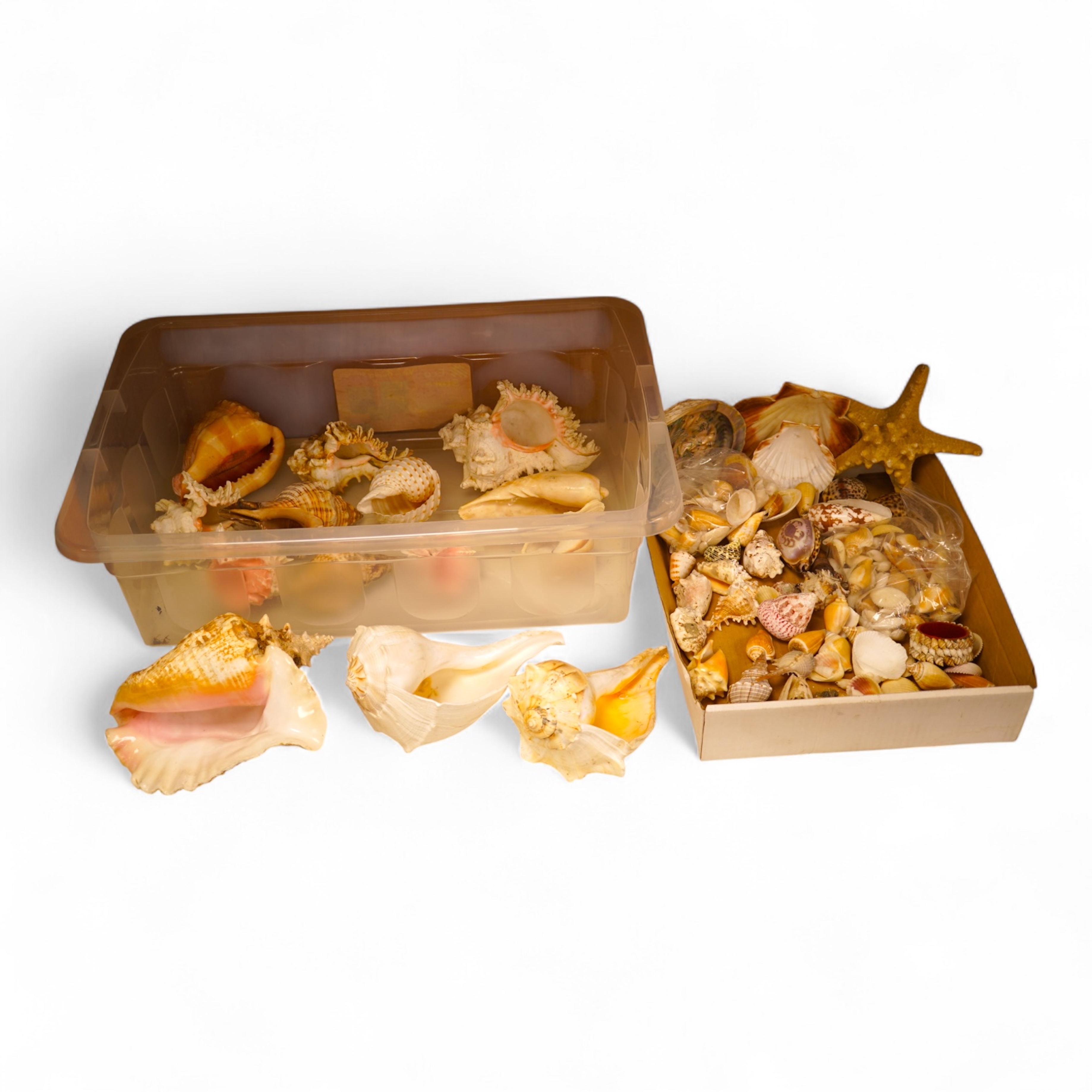 A collection of natural history interest shells to include conch shells, largest approximately 24cm wide